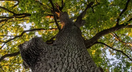 Looking up the trunk of an Oak tree