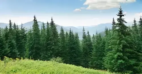 Pine forest and sky