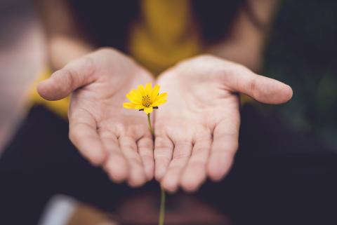 A woman's hands holding a yellow flower